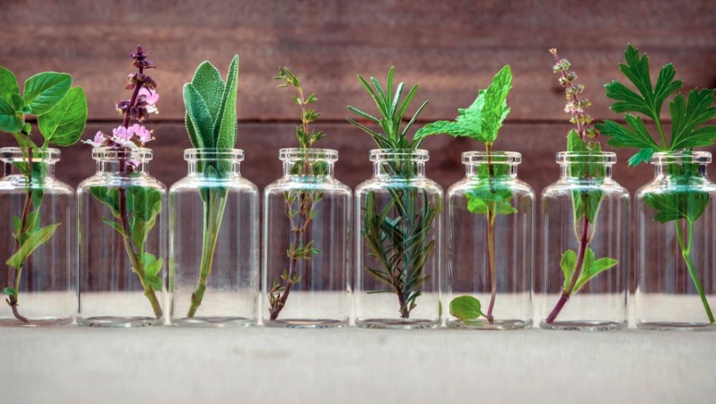 Frascos de vidro com plantas aromáticas, incluindo alecrim, sálvia e hortelã