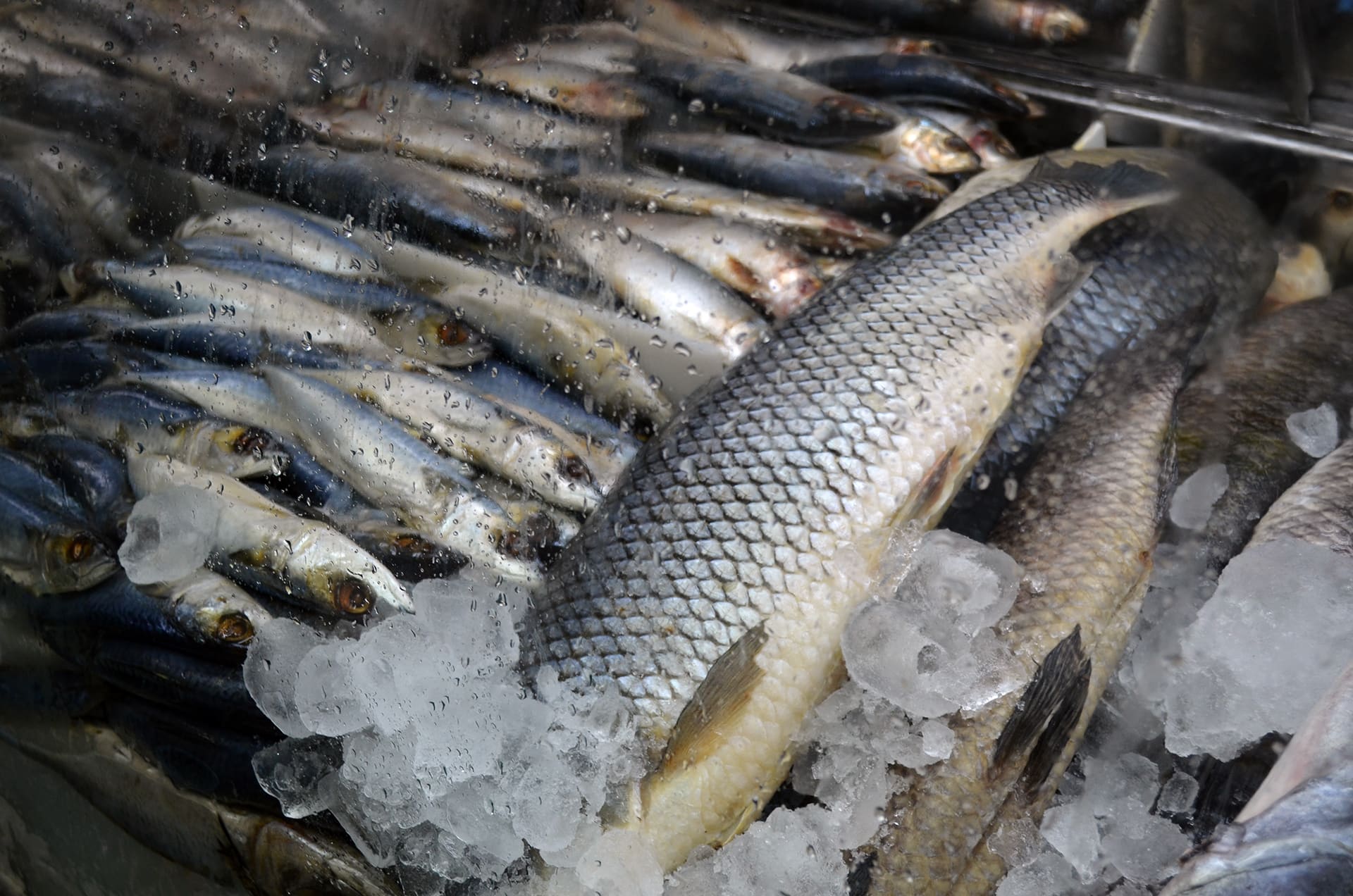 Peixes frescos conservados sobre gelo na Peixaria Modelo